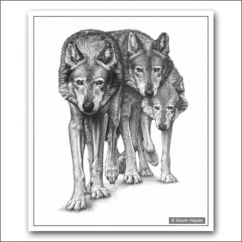 Create Depth in Your Drawing Using Tone. Three wolves pencil sketch by wildlife artist Kevin Hayler