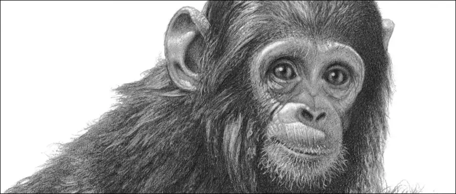 Bestselling baby monkey wildlife art. Chimp pencil drawing by Kevin Hayler