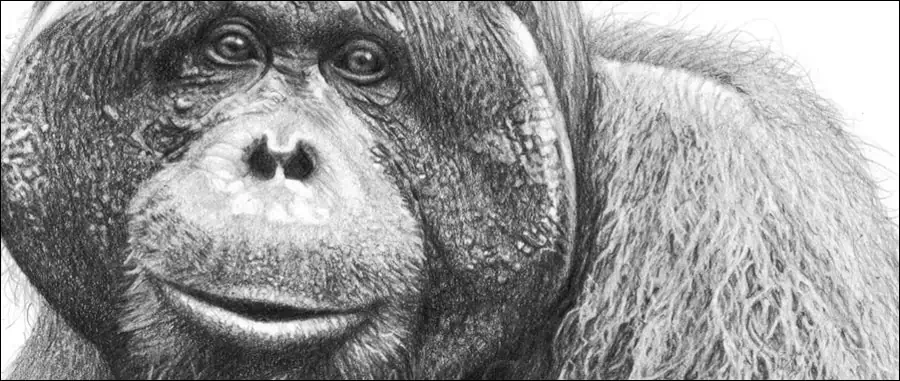 Best selling wildlife subjects. Male orangutan pencil drawing by Kevin Hayler