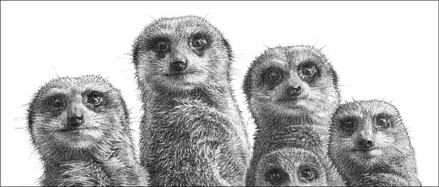 Ever popular meerkats pencil drawing by Kevin Hayler