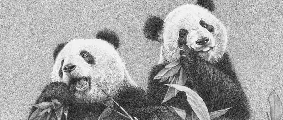 Bestselling Giant pandas pencil drawing by Kevin Hayler