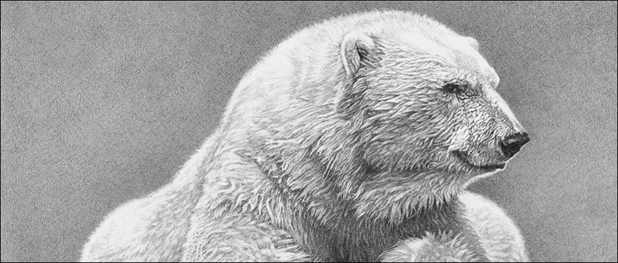 Ever popular wildlife subject polar bear pencil drawing by Kevin Hayler