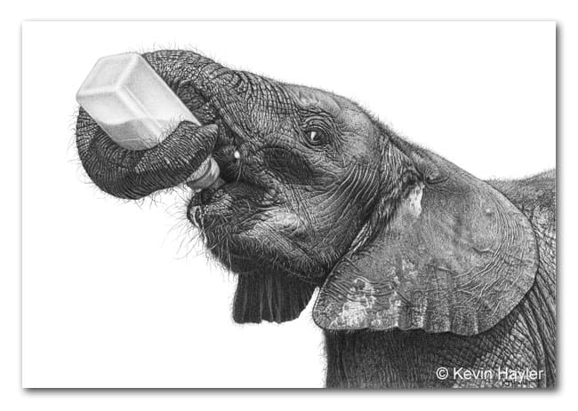 Selling art. A realistic pencil drawing of an orphaned elephant from Sheldricks elephant orphanage. Drawn by Kevin Hayler