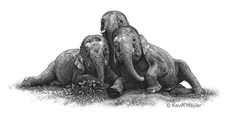 three pygmy elephants pencil drawing. A compact composition of 3 elephants. 