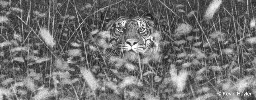 A pencil drawing of a tiger hiding in grass