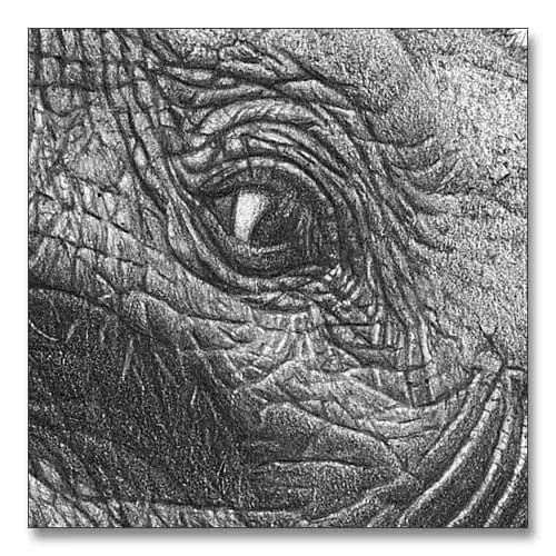 7. Add Depth to the Details of Your Drawing. An elephants eye in super detail. A pencil drawing by wildlife artist Kevin Hayler