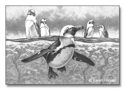 Create depth by using scale, an example penguin paddling in water pencil sketch