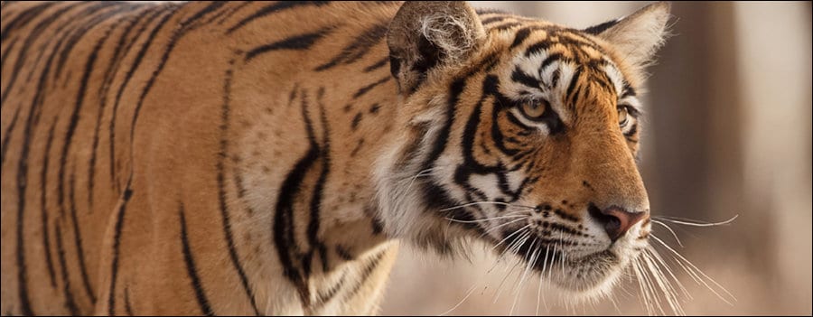 The best places to see tigers in the wild in 2022 – Lonely Planet