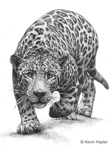 Wildlife drawing of a jaguar. Drawn by Wildlife Artist Kevin Hayler