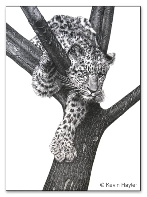 A wildlife drawing of a leopard cub in a tree. Drawn by Wildlife Artist Kevin Hayler