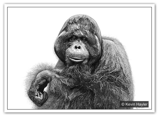 Male orangutan drawing by wildlife artist Kevin Hayler