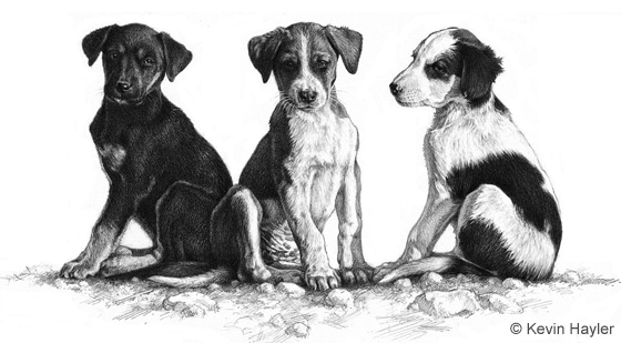 Getting art commissions. 3 cute puppies drawn in pencil by wildlife artist Kevin Hayler