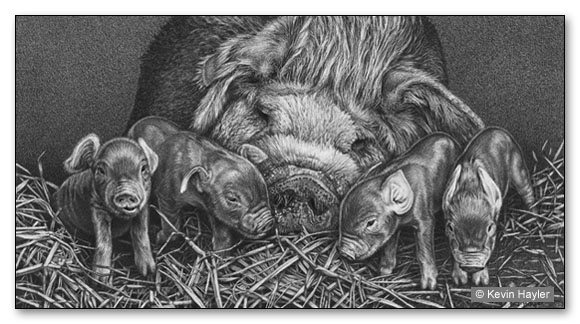 "Motherhood" A Sow with her piglets. A pencil drawing by Kevin Hayler