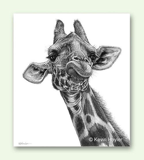 ArtStation - Giraffe Sketch-anthinhphatland.vn