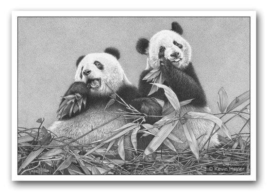 Panda bears drawing by wildlife artist Kevin Hayler