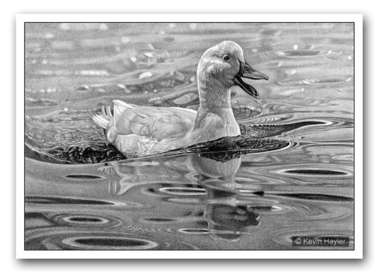 "Love a Duck" A pencil drawing by Kevin Hayler