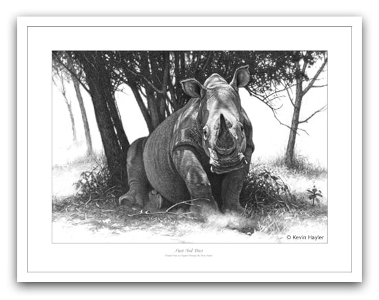 Rhino pencil drawing by wildlife artist Kevin Hayler