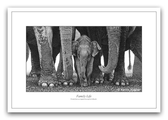 Family of elephants. A pencil drawing by wildlife artist Kevin Hayler