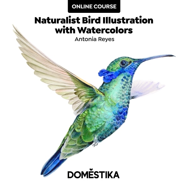 Naturalist bird illustration with watercolors Humminbird .A domestika class.