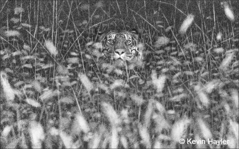 The Illusion of Depth With Blur. Depth of field as a drawing technique. An example image of a tiger in blurred grass