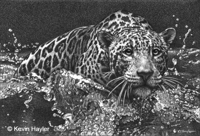 "Leaps and Bounds" A Pencil Drawing of a Jaguar by Kevin Hayler