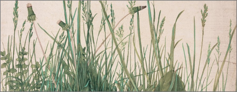 Drawing realistic grass. Durer turf drawing detail