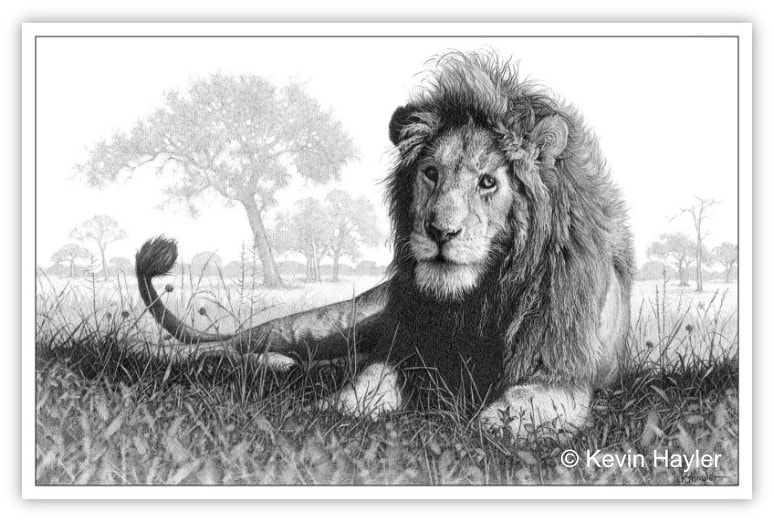 Lion Country - A pencil drawing by Kevin Hayler.