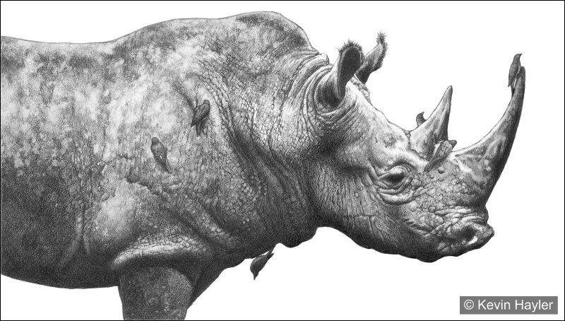 wildlife drawing of a rhino with oxpecker birds. Drawn by Wildlife artist Kevin Hayler