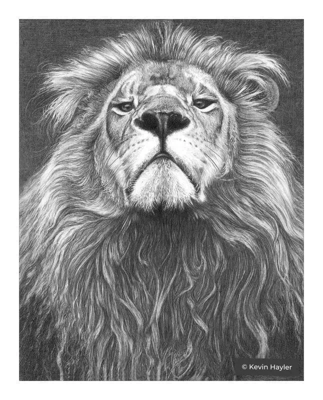 25 Realistic Animal Drawings: The Wildlife Art of Kevin Hayler