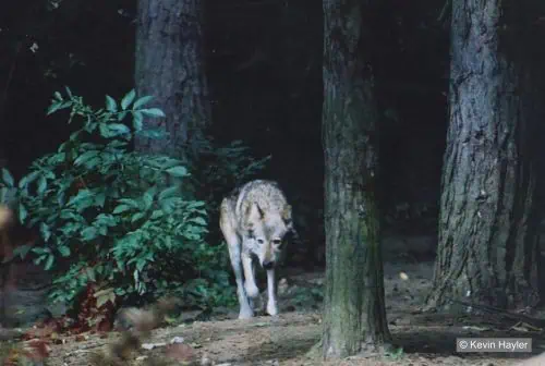 Third wolf art reference photo
